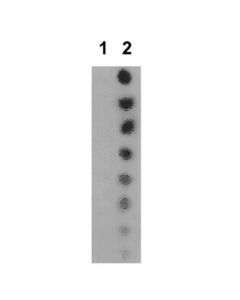 Millipore Anti-Acetyl Stat5b (Lys701) Antibody