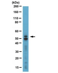 Millipore Anti-Glut-5 Antibody, A.A. 490-502