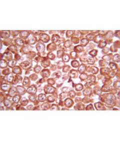 Millipore Anti-Gsk-3b Antibody, A.A. 335-349
