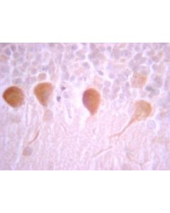 Millipore Anti-G Protein Gialpha 1/2 Antibody