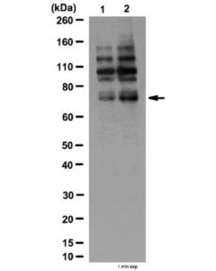 Millipore Anti-Phospho-Grb10 (Ser501/Ser503) Antibody