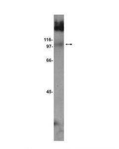 Millipore Anti-Mglur7 Antibody