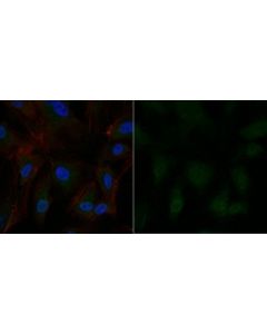 Millipore Anti-Partitioning-Defective 3 Antibody, Alexa Fluor 488