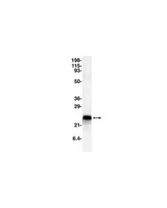 Millipore Anti-Cpi-17 Antibody