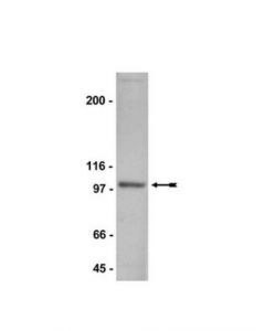Millipore Anti-Nr3b Antibody
