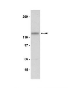 Millipore Anti-Nr3a Antibody