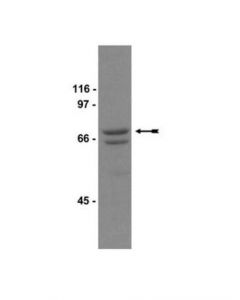 Millipore Anti-Raf-1 Antibody