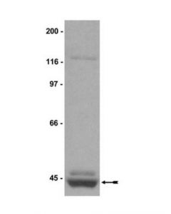 Millipore Anti-Prmt1 Antibody