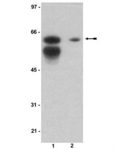Millipore Anti-Sam 68 Antibody