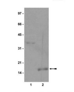 Millipore Anti-Monomethyl-Histone H3 (Lys9) Antibody