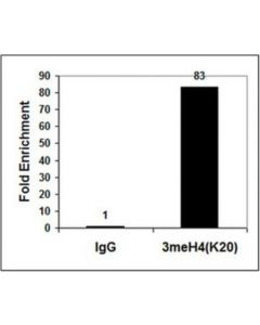 Millipore Anti-Trimethyl-Histone H4 (Lys20) Antibody, Trial Size