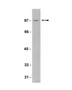 Millipore Anti-Vav3 Antibody, Human