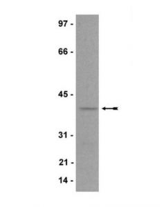 Millipore Anti-P40-Phox Antibody