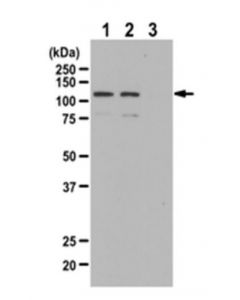 Millipore Anti-Phospho-Bmk1/Erk5 (Thr218/Tyr220) Antibody