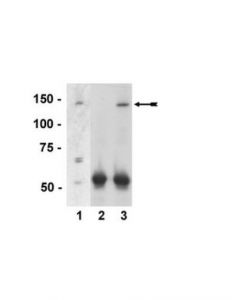 Millipore Anti-Pir121-1/Sra-1 Antibody