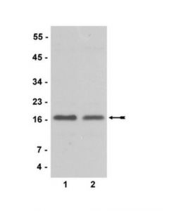 Millipore Anti-Cenp-A Antibody