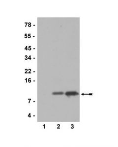 Millipore Anti-Acetyl-Histone H4 (Lys12) Antibody