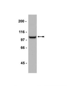Millipore Anti-Glur2/3 Antibody