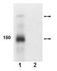 Millipore Anti-Phospho-Abl (Tyr245) Antibody