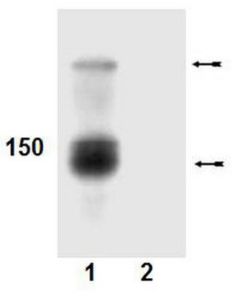 Millipore Anti-Phospho-Abl (Tyr412) Antibody