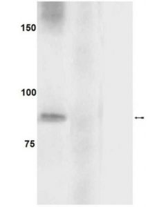 Millipore Anti-Phospho-Eif2bepsilon (Ser539) Antibody