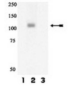 Millipore Anti-Phospho-Gab1 (Tyr627) Antibody