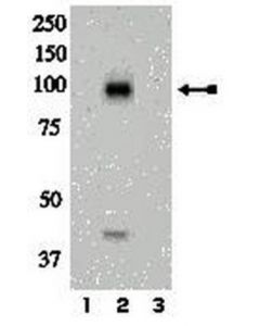 Millipore Anti-Phospho-Ir (Tyr972) Antibody