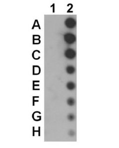 Millipore Anti-Phospho-Jak1 (Tyr1022/1023)