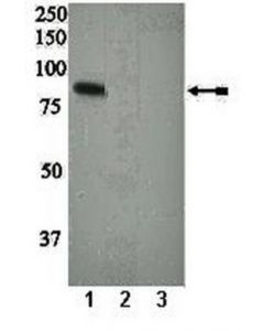 Millipore Anti-Phospho-Pkcdelta (Ser664) Antibody