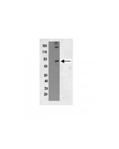 Millipore Anti-Phospho-Pkr (Thr451) Antibody