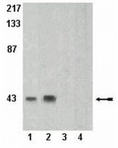 Millipore Anti-Phospho-Pras40 (Thr246) (Proline-Rich Akt Substrate)