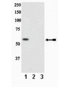 Millipore Anti-Phospho-Pten (Ser370) Antibody