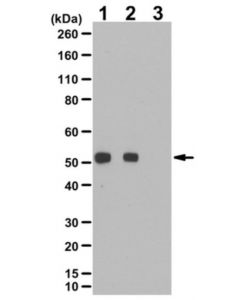 Millipore Anti-Phospho Pten (Ser385) Antibody