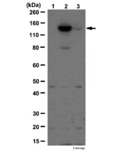 Millipore Anti-Phospho Jak-2 (Tyr570) Antibody