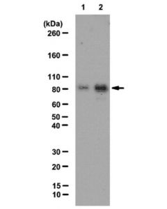 Millipore Anti-Acetyl Cortactin Antibody