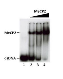 Millipore Human Recombinant Mecp2 (Methyl-Cpg-Binding Protein 2)