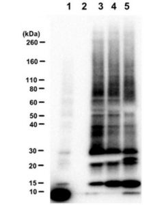 Millipore Multidsk-Ubiquitin-Binding Protein Reagent, 15ul