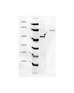 Millipore Gsk3beta Protein, Active, 10 &#181;G