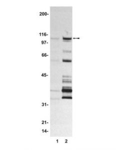 Millipore Fkhr Protein, 100 &#181;G