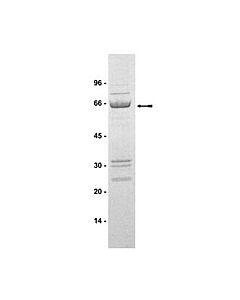 Millipore Raf-1 Protein, Active, 10 &#181;G