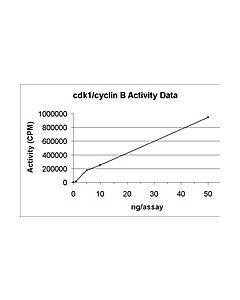 Millipore Cdk1/Cyclin B Protein, Active, 10 &#181;G
