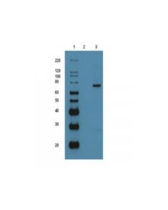 Millipore P53-Gst (Recombinant Protein)