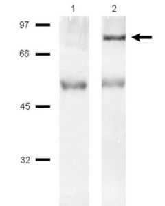 Millipore Anti-Pi3 Kinase Antibody, P85 Protein, Agarose Conjugate,