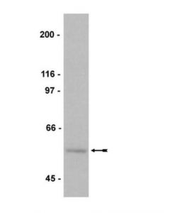 Millipore Anti-Myc Tag Antibody, Clone 9e10, Biotin Conjugate
