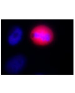 Millipore Anti-Phospho-Ser/Thr-Pro Mpm-2 Antibody, Cy5 Conjugate