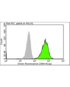 Millipore Anti-Phospho-Egfr (Tyr1173) Antibody, Clone 9h2, Alexa