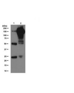 Millipore Anti-Phosphotyrosine Antibody, Clone 4g10, Magnetic Bead