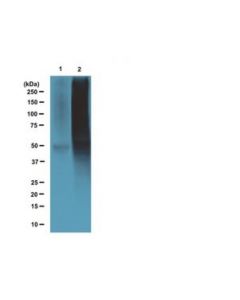 Millipore Anti-Nitrotyrosine Magnetic Bead Conjugate Antibody
