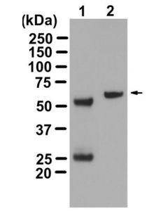 Millipore Anti-Akt/Pkb Antibody, Ph Domain, Clone Skb1, Magnetic