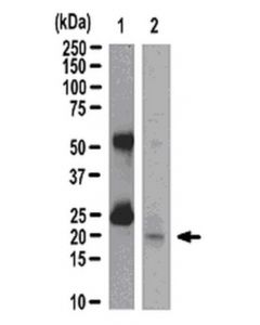 Millipore Anti-Rac1 Antibody, Clone 23a8, Magnetic Bead Conjugate